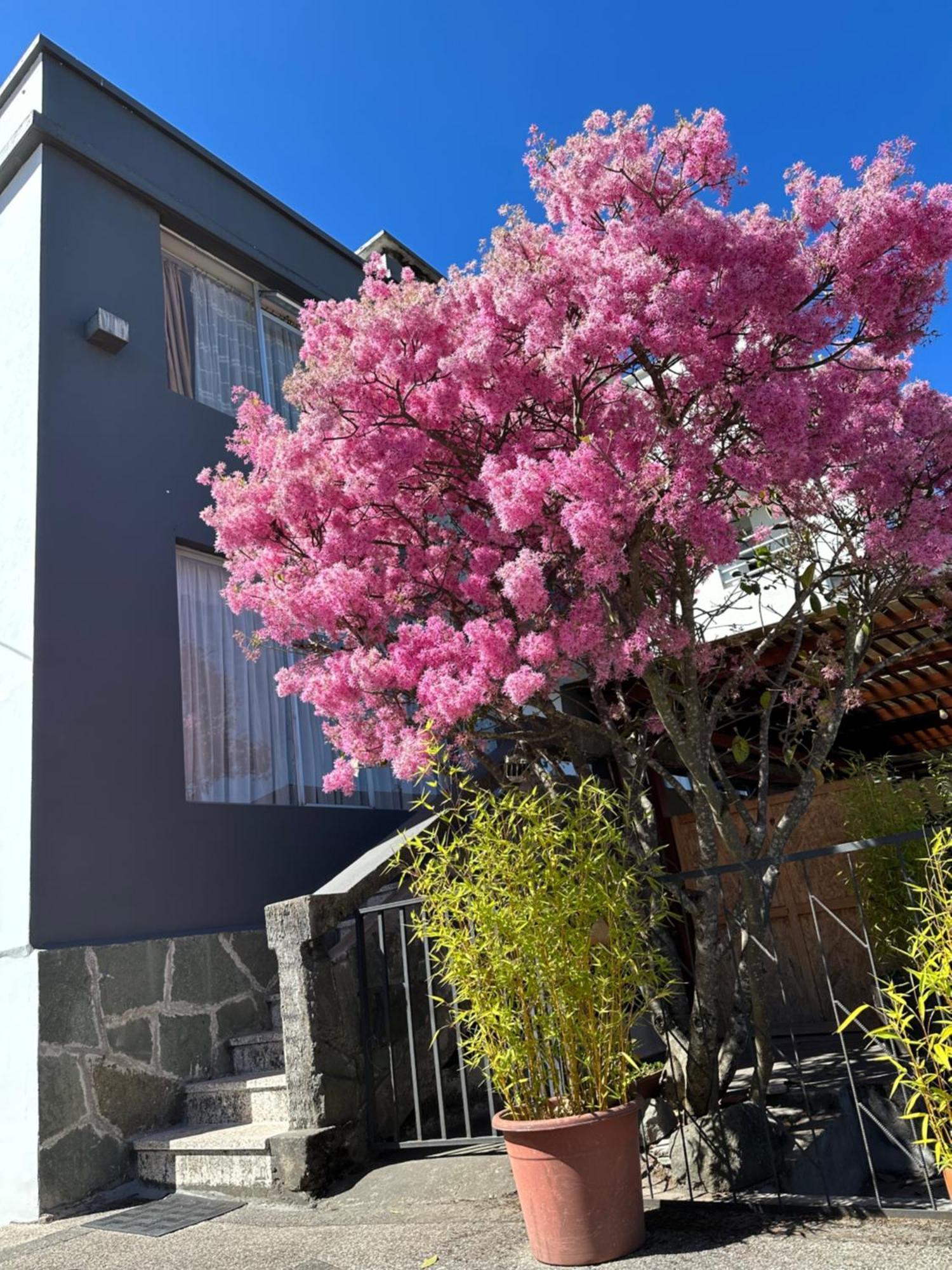 St. Gallen Haus Bed & Breakfast Quito Exterior photo